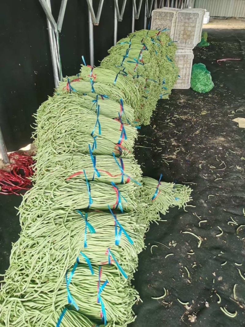 【推荐】山东豆角长豆角产地直发大量上市规格齐全