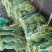 【推荐】山东豆角长豆角产地直发大量上市规格齐全