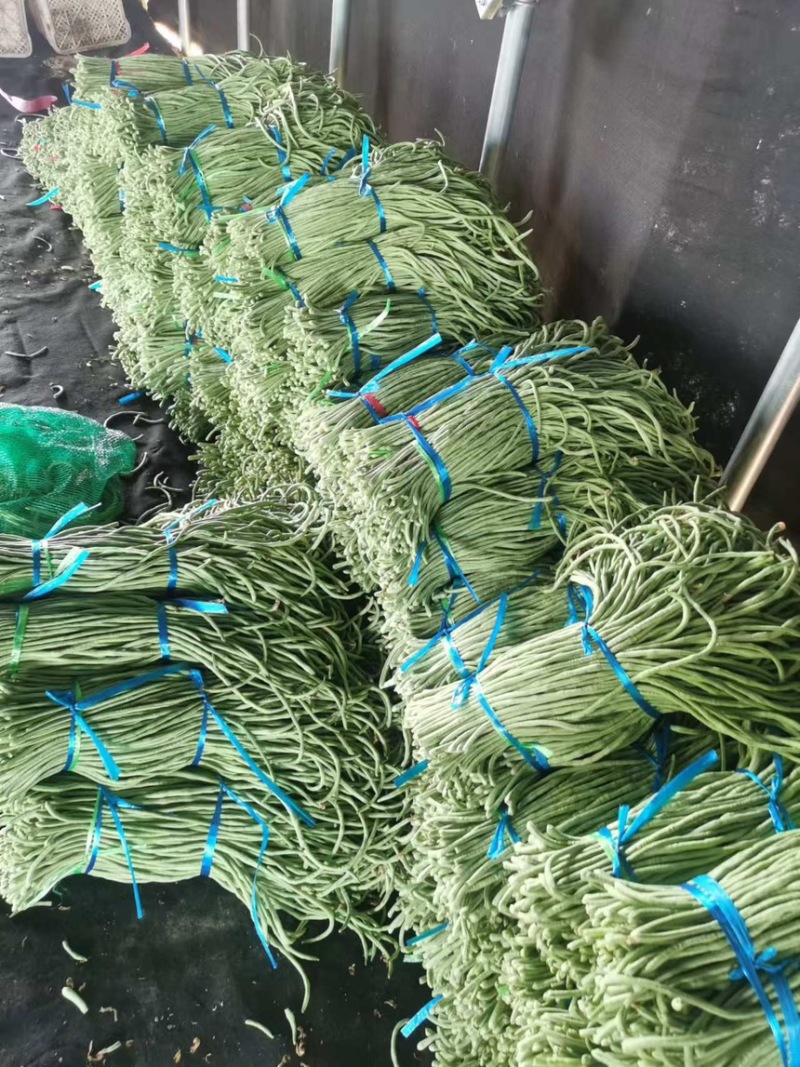 【推荐】山东豆角长豆角产地直发大量上市规格齐全
