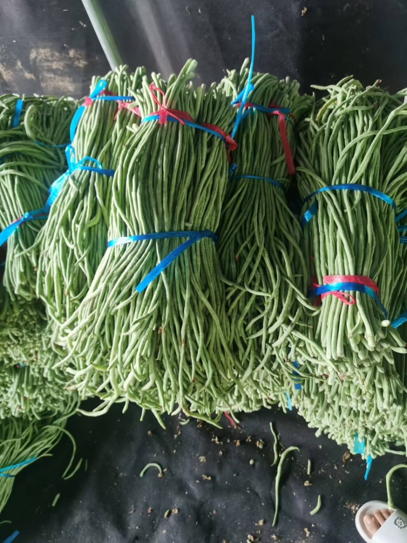 【推荐】山东豆角长豆角产地直发大量上市规格齐全
