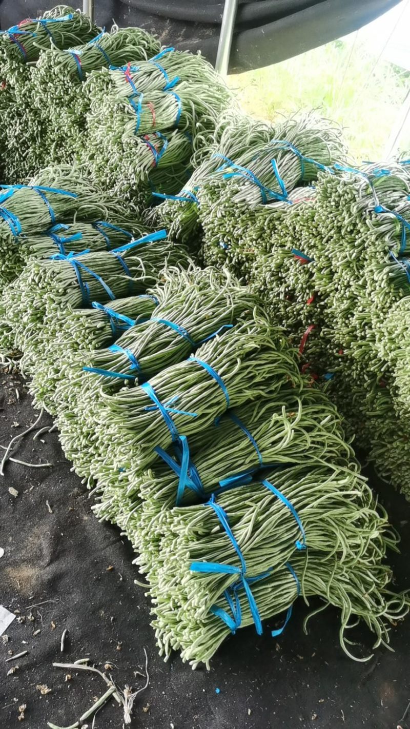 【推荐】山东豆角长豆角产地直发大量上市规格齐全