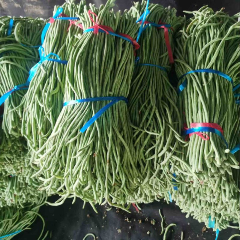 【推荐】山东豆角长豆角产地直发大量上市规格齐全