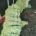 【推荐】山东豆角长豆角产地直发大量上市规格齐全