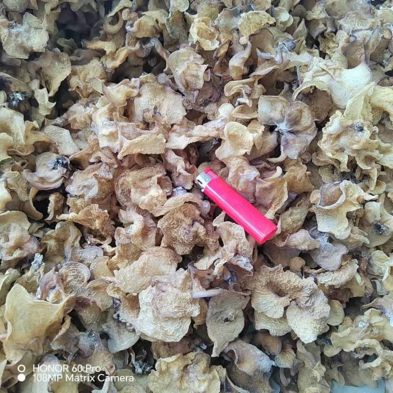 羊肚耳基地之后品种齐全保质保量对接全国商超市场