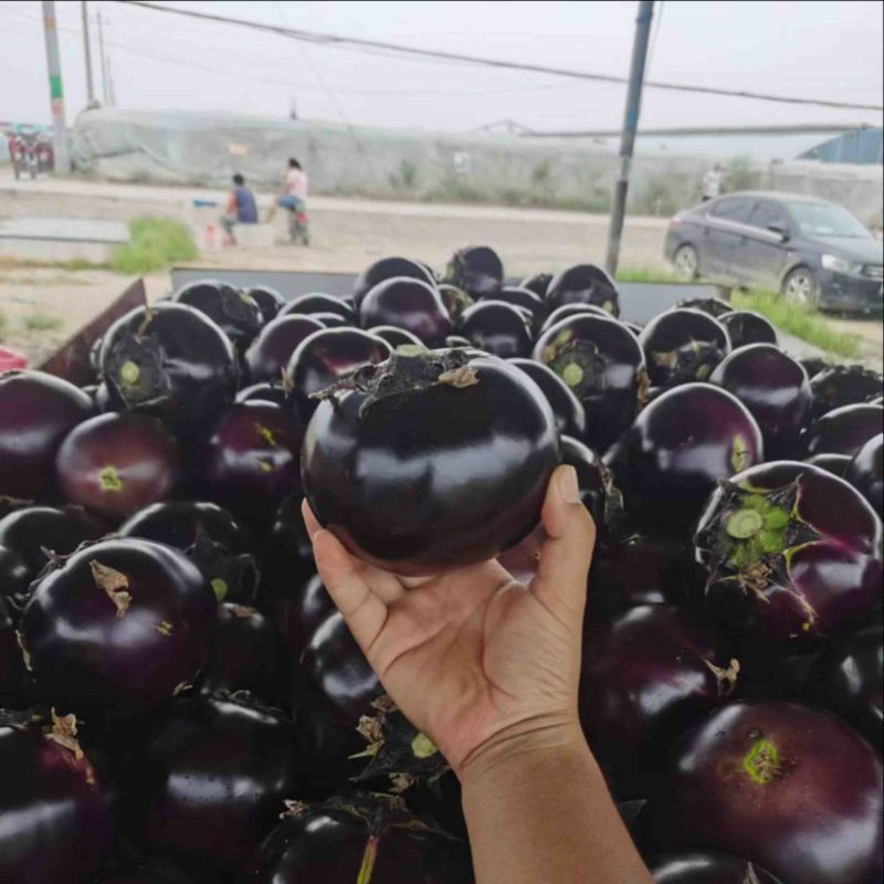 山东茄子紫光茄子紫光圆茄产地一手货源全国可发货