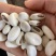中药材白刀豆刀豆子大刀豆关刀豆