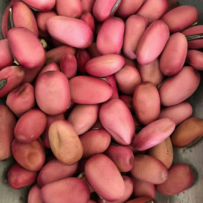 中药材刀豆子红刀豆
