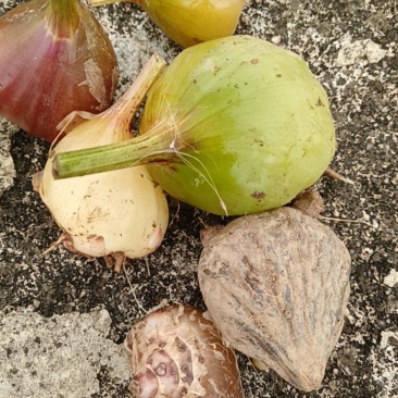 毛慈菇干货
