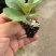 青梗，小米粒，甘蓝苗松花苗西蓝花苗苗场直发保证质量