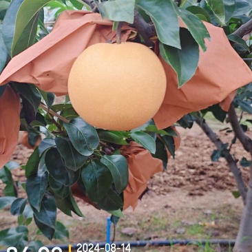 秋月梨