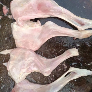 乳羊羔前后腿