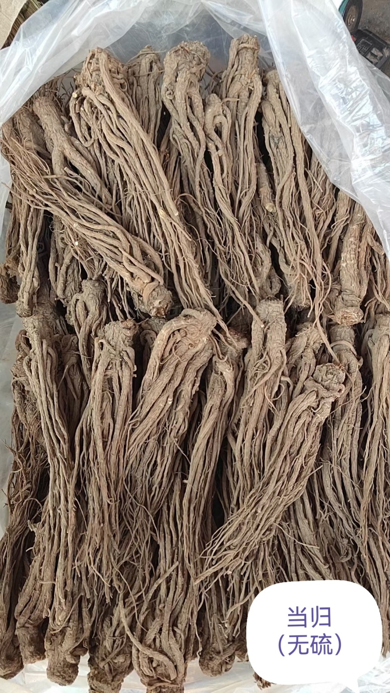 24小时在线服务产地直供新鲜当归营养丰富