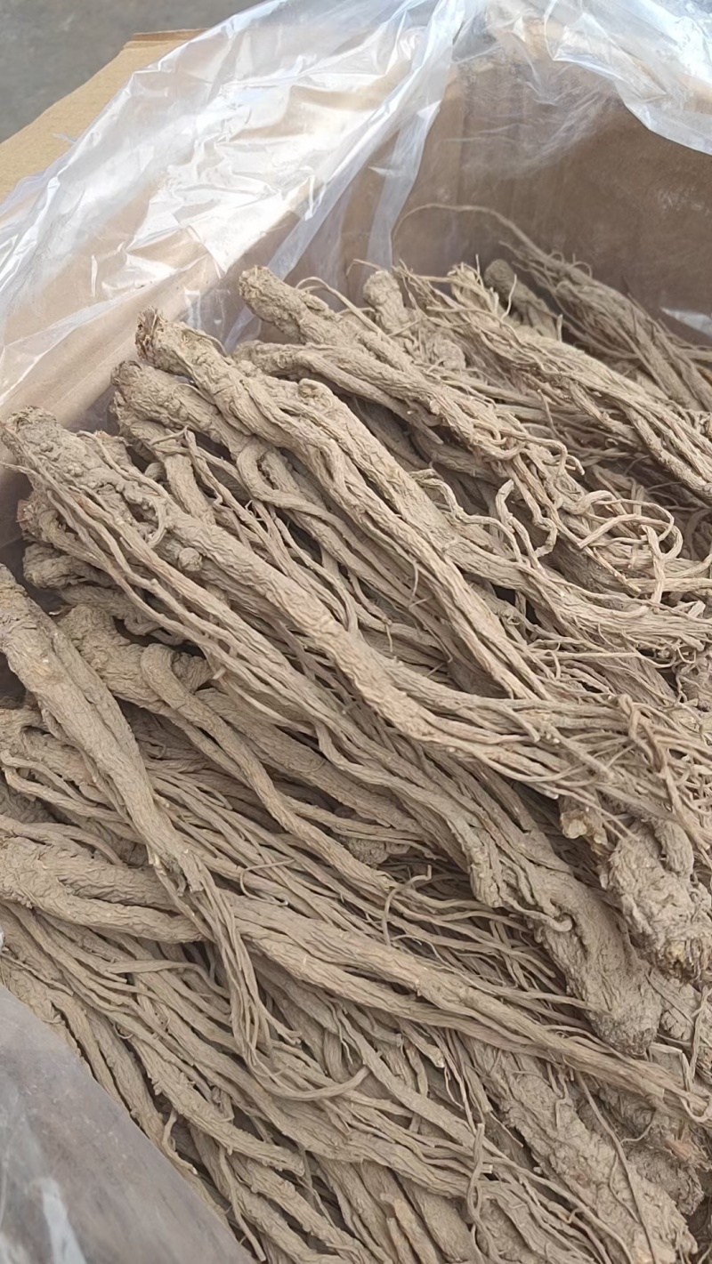 24小时在线服务产地直供新鲜当归营养丰富