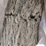 24小时在线服务产地直供新鲜当归营养丰富