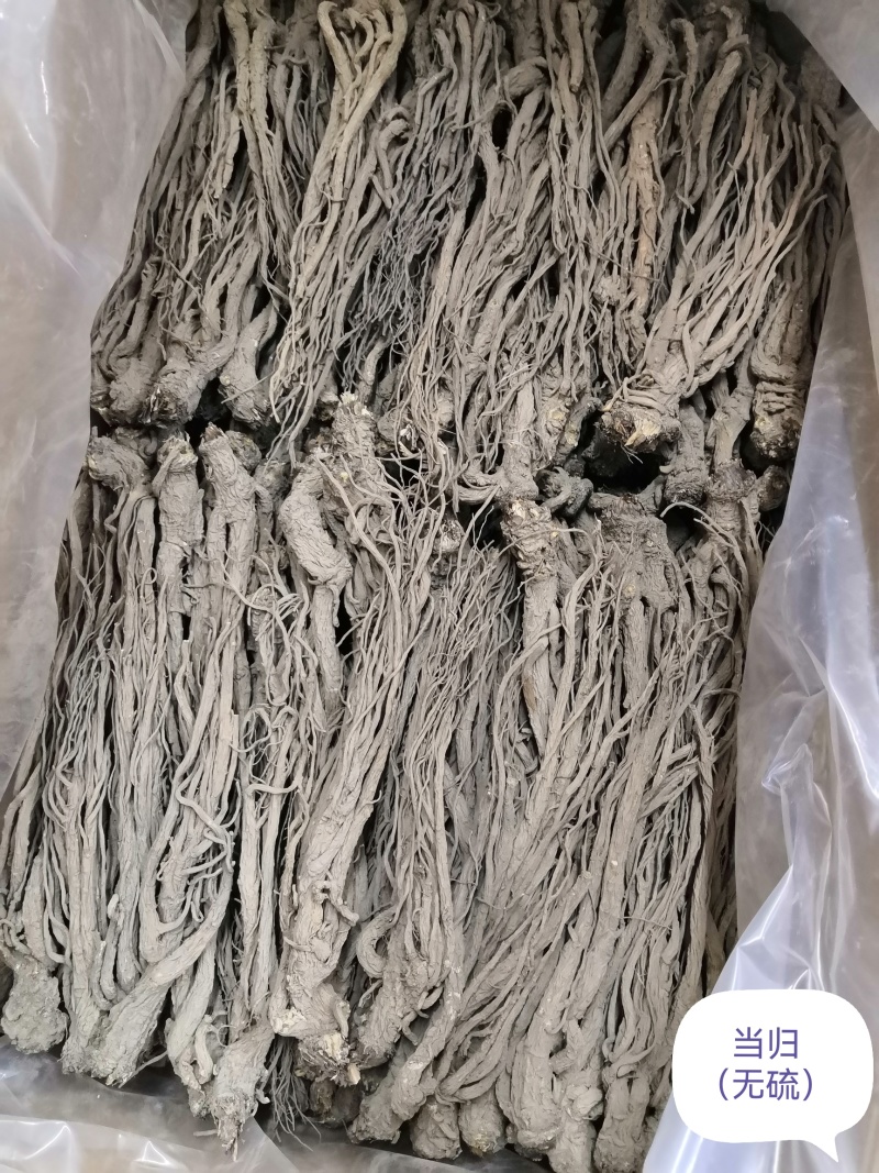 24小时在线服务产地直供新鲜当归营养丰富