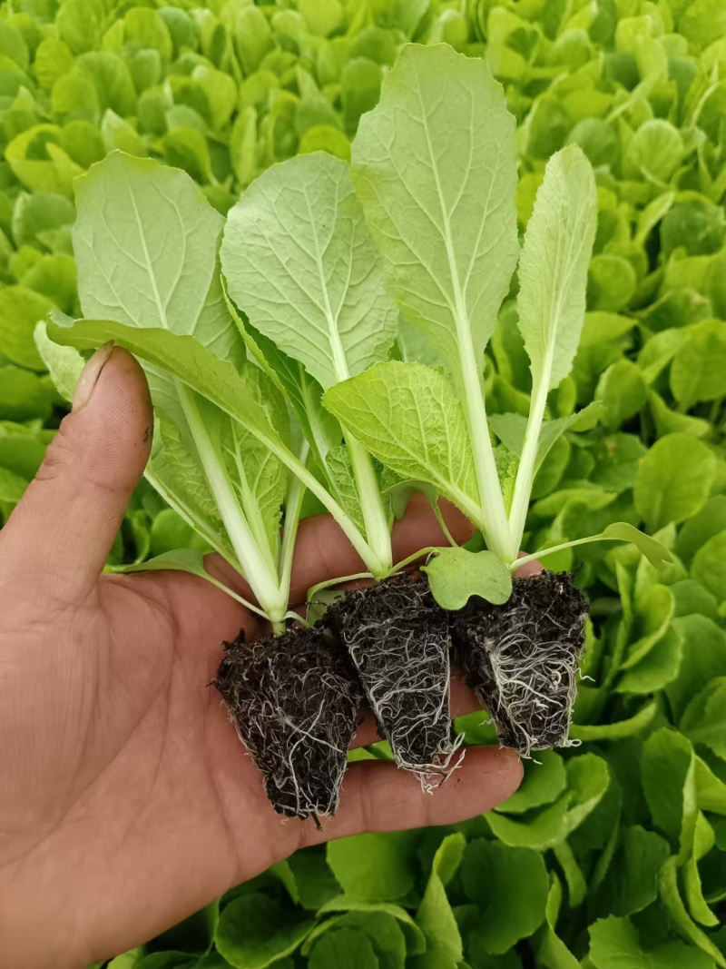 大白菜苗-德高117，东阳502，滇赢白菜王，鲁信建