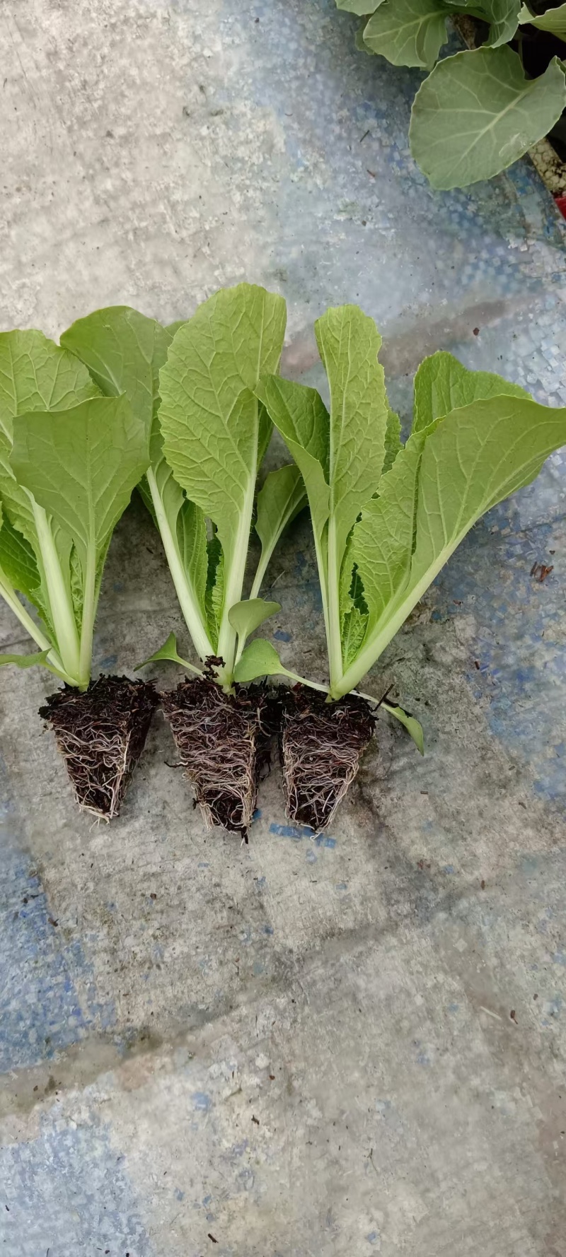 大白菜苗-德高117，东阳502，滇赢白菜王，鲁信建