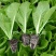大白菜苗-德高117，东阳502，滇赢白菜王，鲁信建