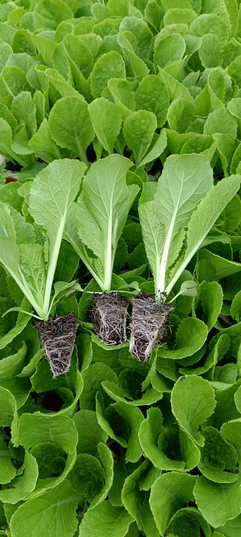 大白菜苗-德高117，东阳502，滇赢白菜王，鲁信建
