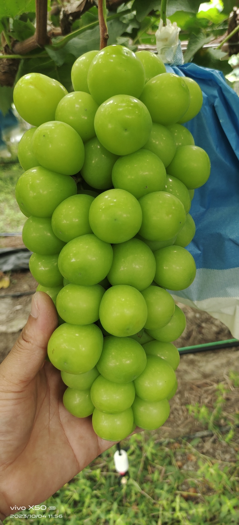 阳光玫瑰甜度高！品质保证，货源充足，基地直供干亩基地，。
