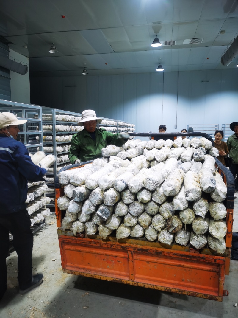 菌棒，808香菇菌棒，大量供应，基地直发，一手货源，保质