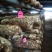 菌棒，808香菇菌棒，大量供应，基地直发，一手货源，保质