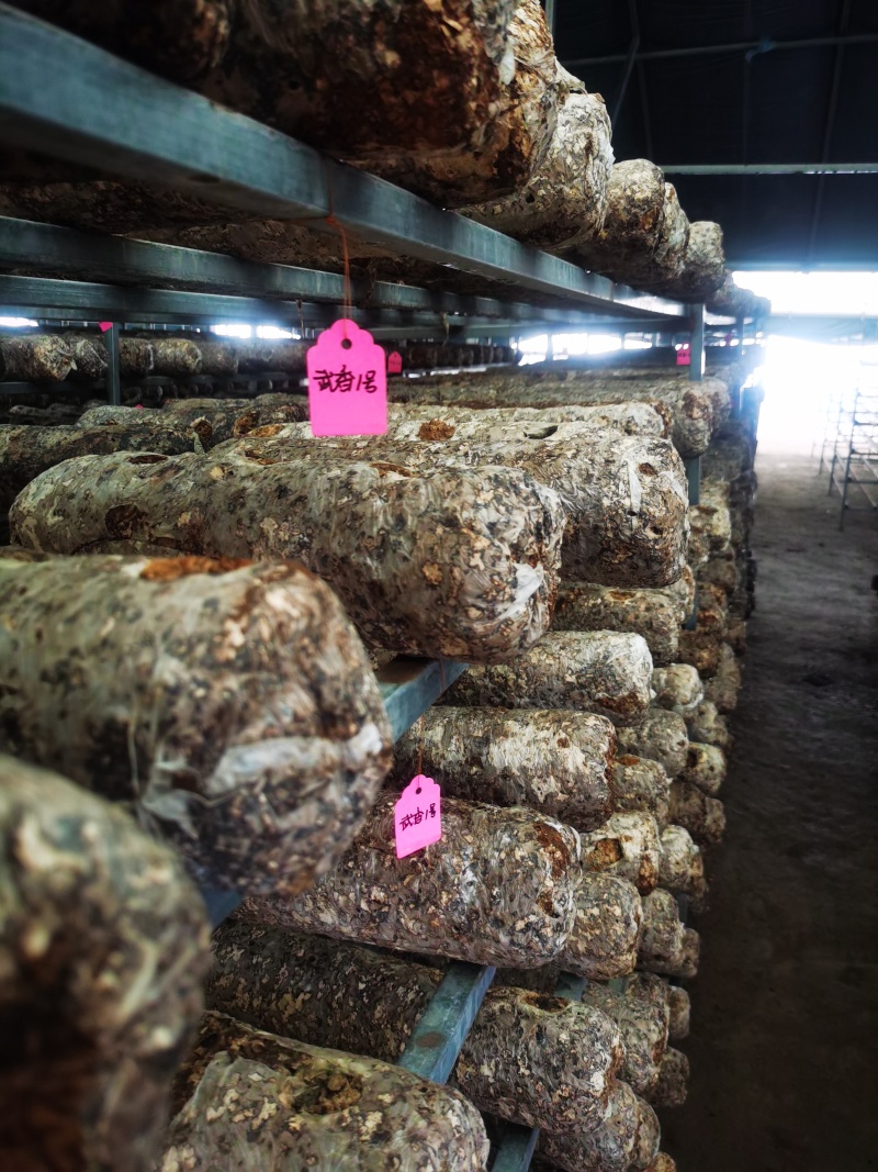 菌棒，808香菇菌棒，大量供应，基地直发，一手货源，保质