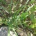 广西野生牛筋草