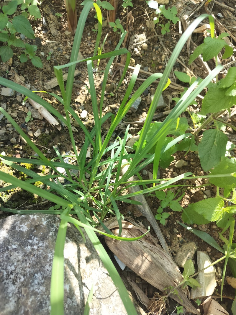 广西野生牛筋草