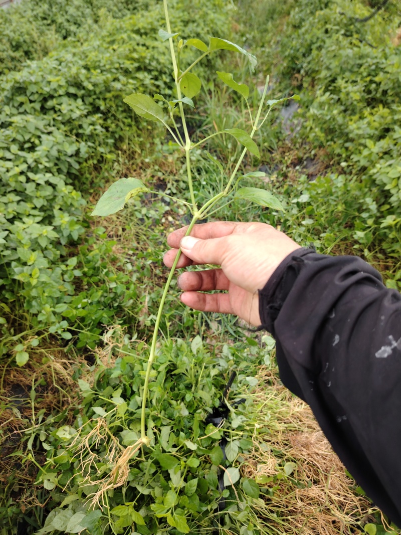 血通菜，种苗，绿线叶种苗