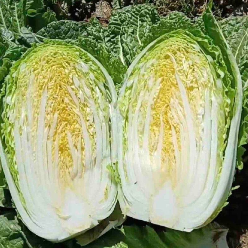 东台市黄心大白菜白菜欢迎实地考察对接全国