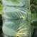东台市黄心大白菜白菜欢迎实地考察对接全国