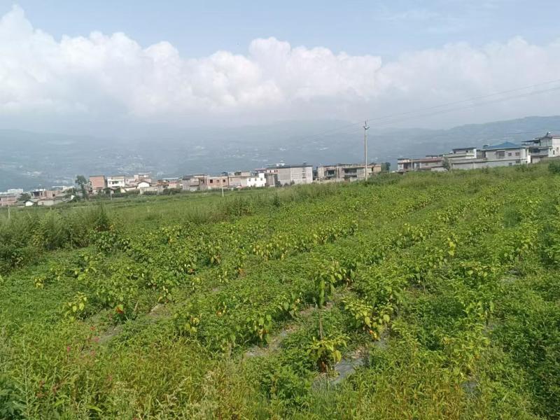 土地转让300亩