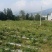 土地转让300亩
