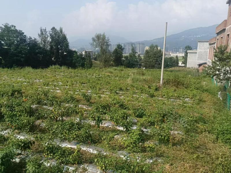 土地转让300亩