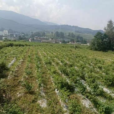 土地转让300亩