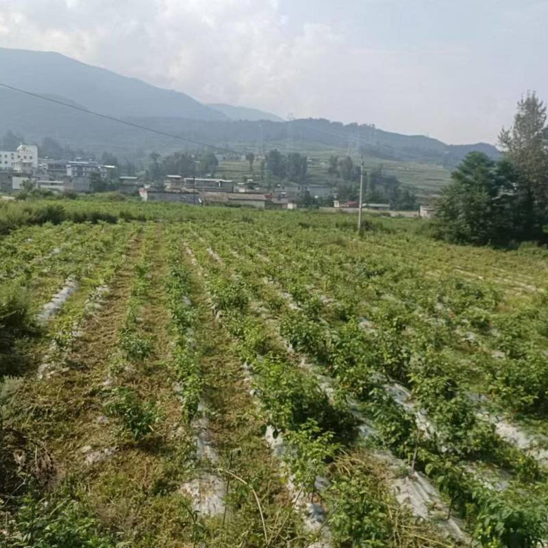 土地转让300亩
