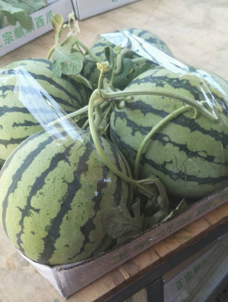 东台8424西瓜江苏8424西瓜产地一手货源欢迎合作