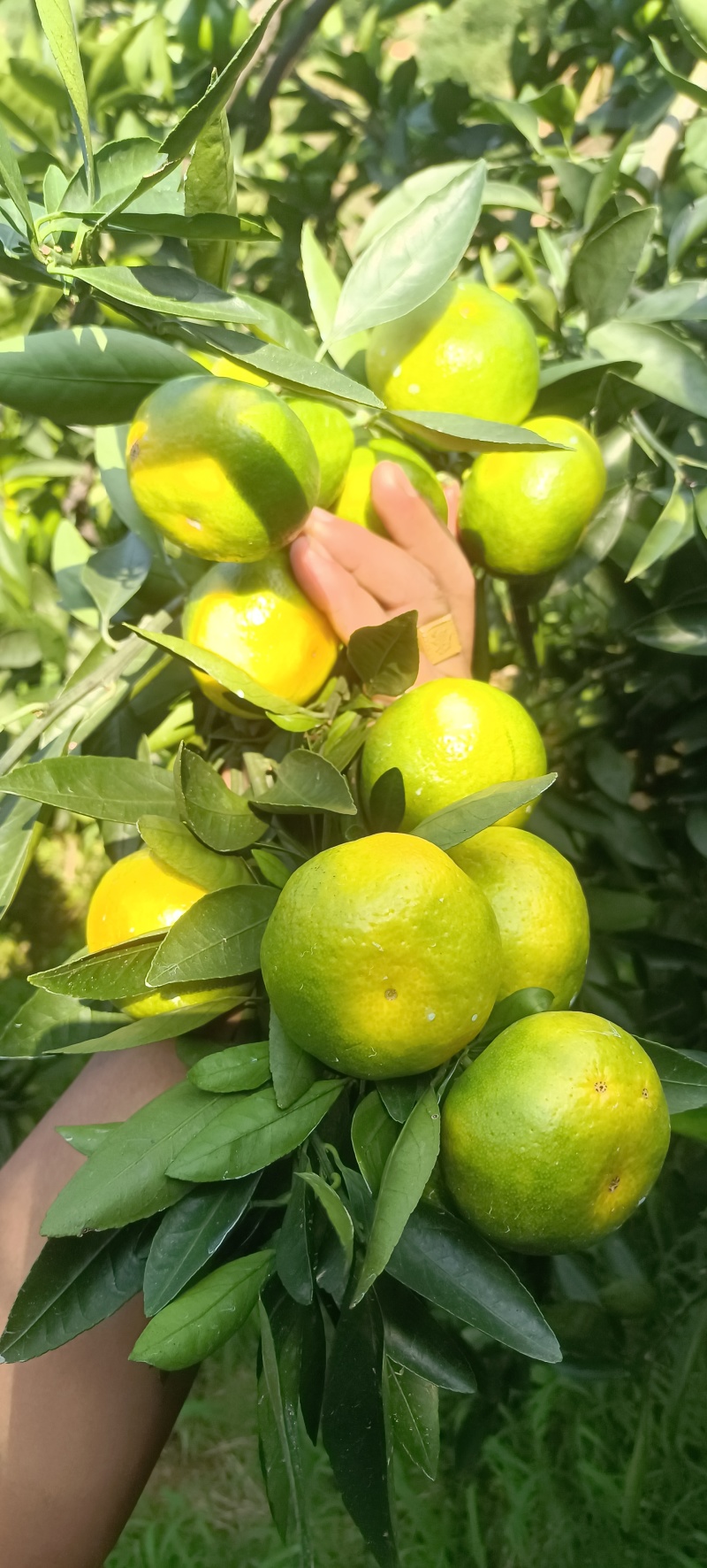 云南蜜橘大量上市