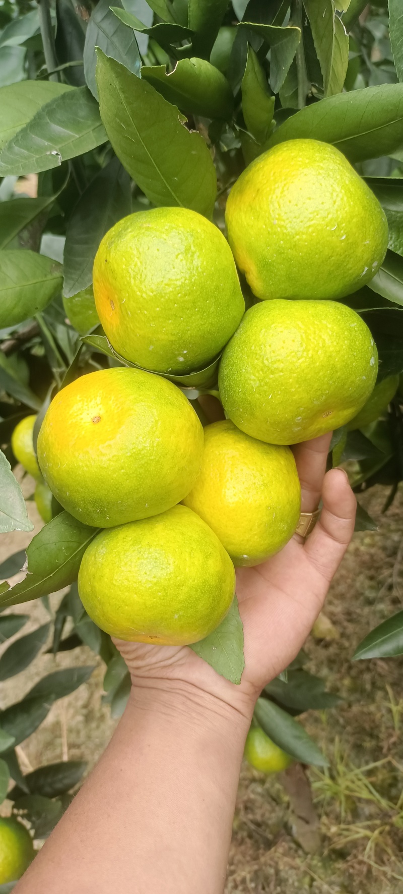 云南蜜橘大量上市