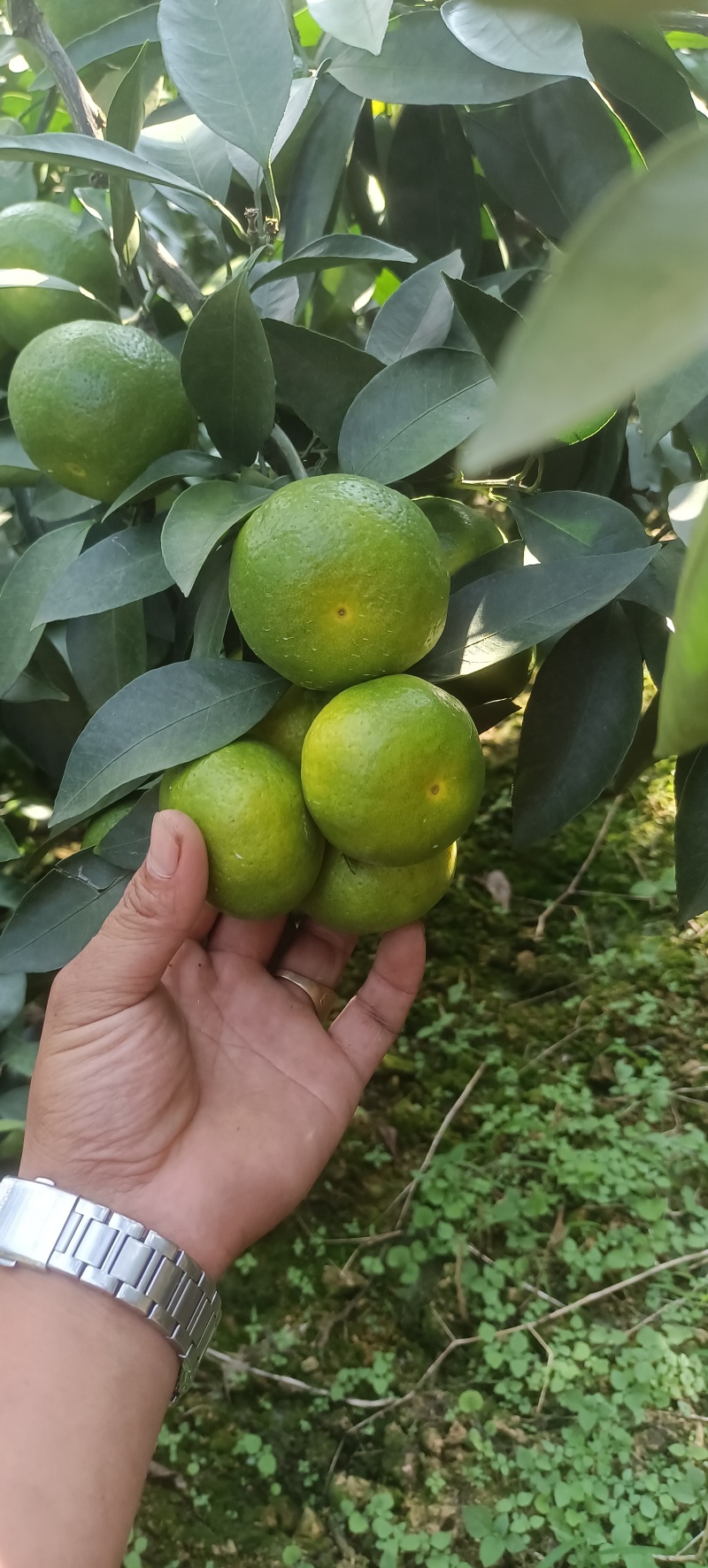 云南蜜橘大量上市