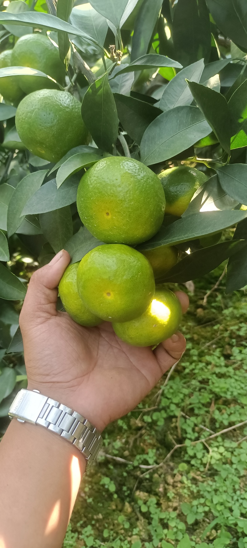 云南蜜橘大量上市