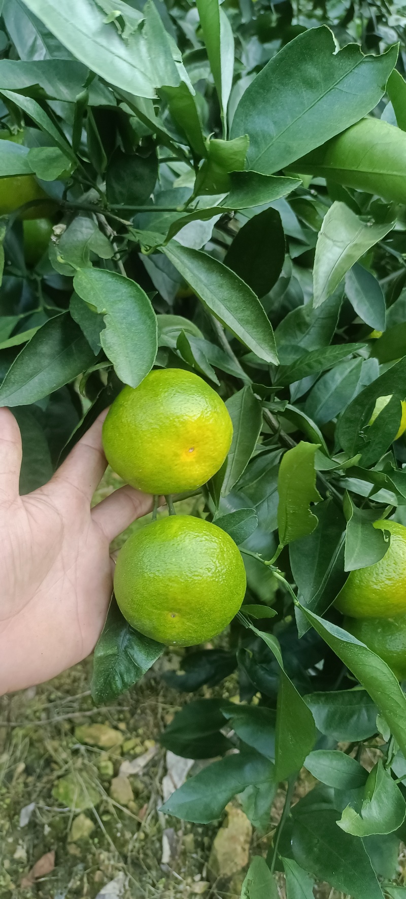 云南蜜橘大量上市
