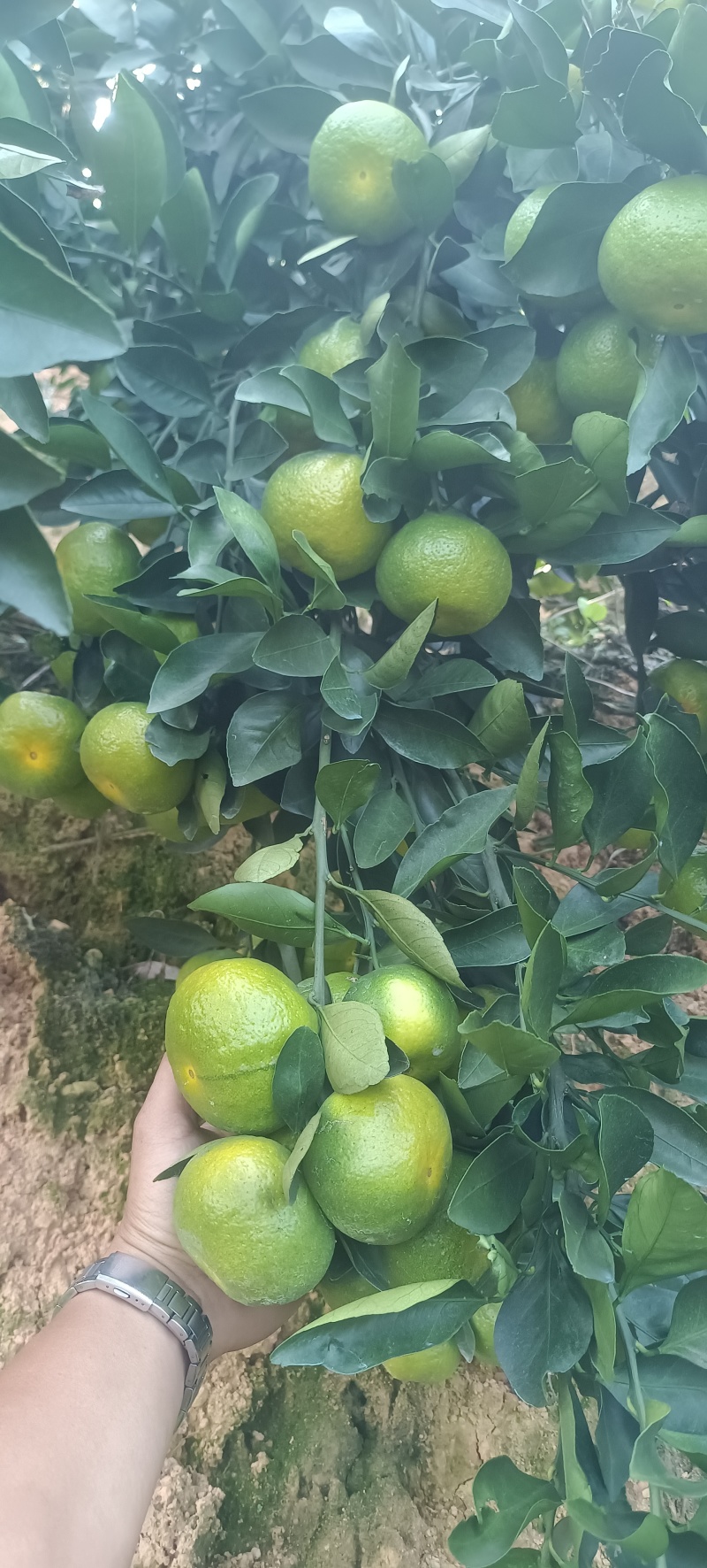 云南蜜橘大量上市