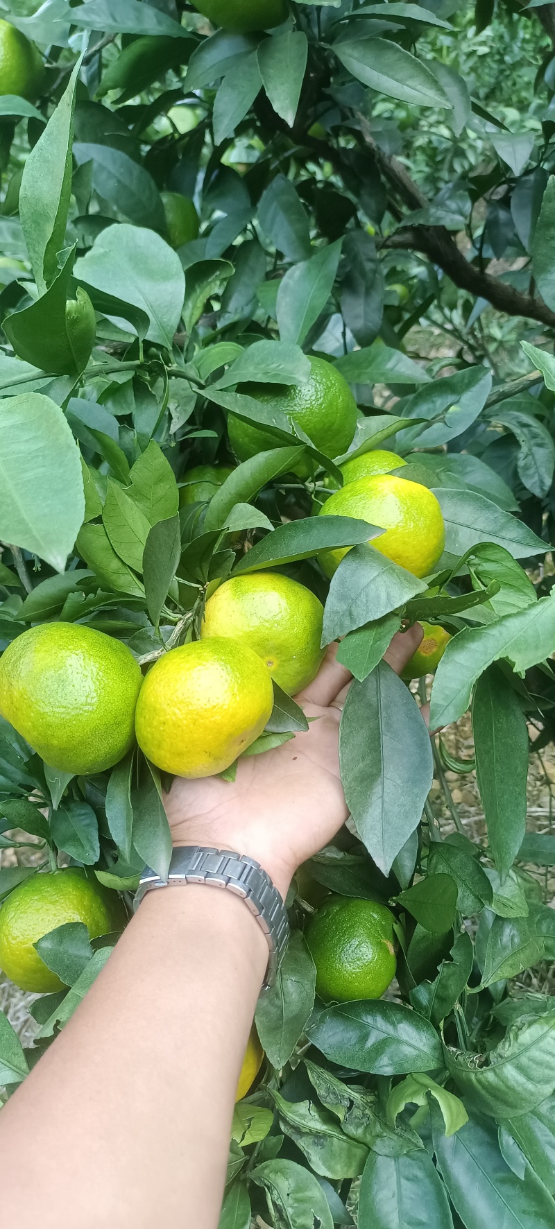 云南蜜橘大量上市