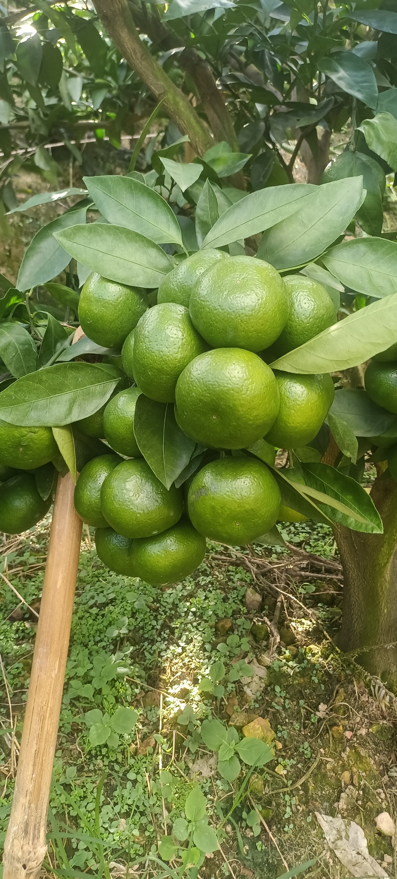 云南蜜橘大量上市