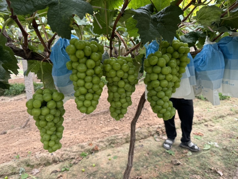 精品阳光玫瑰葡萄邯郸晴王葡萄专业代办河北葡萄