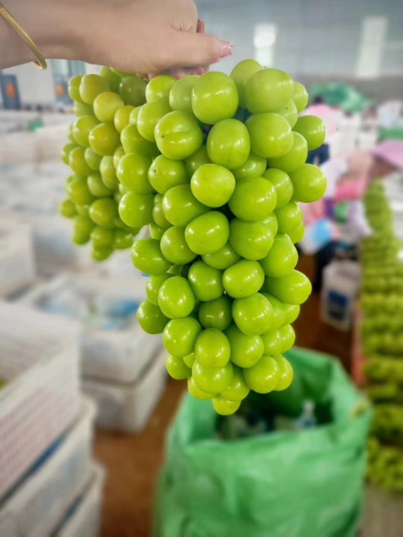 精品阳光玫瑰葡萄邯郸晴王葡萄专业代办河北葡萄