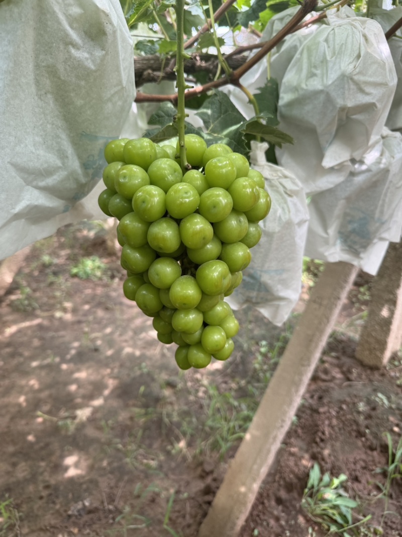 精品阳光玫瑰葡萄邯郸晴王葡萄专业代办河北葡萄