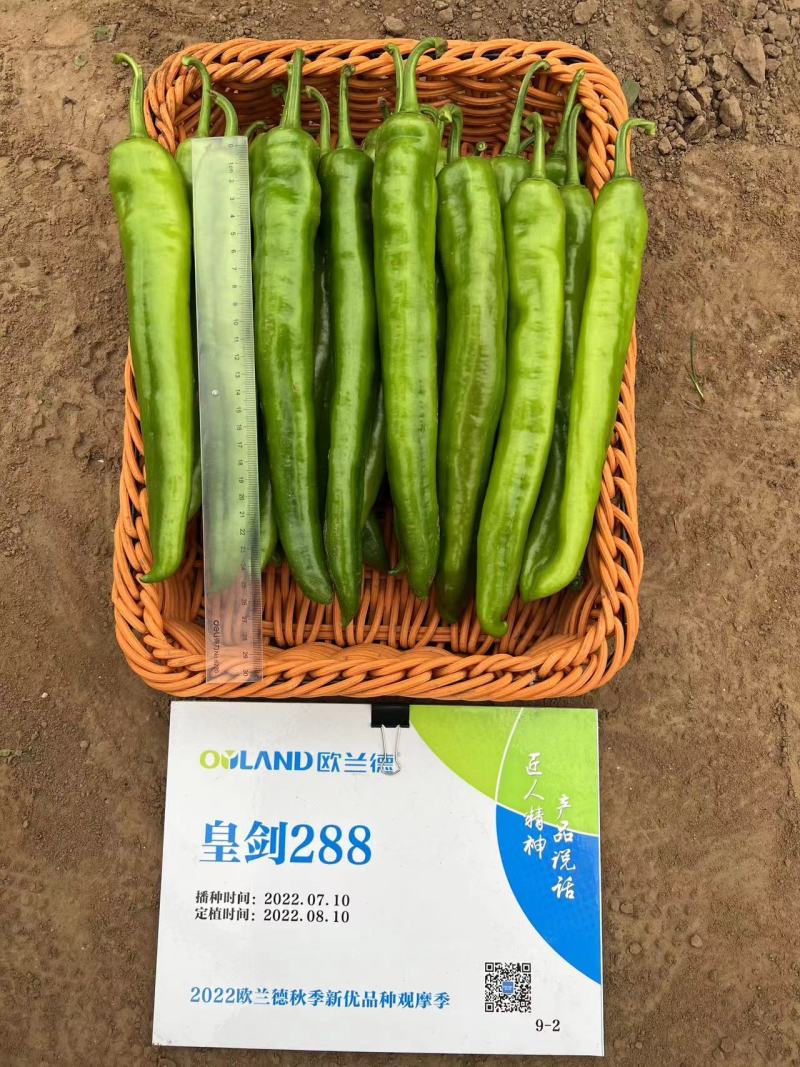 欧兰德辣椒种子皇剑288大果黄绿皮尖椒种子耐热耐湿中辣